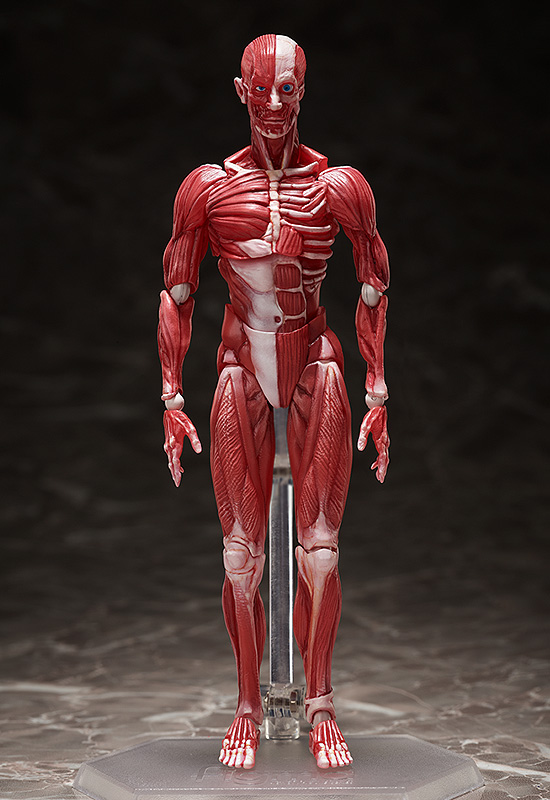 FIGMA - HUMAN ANATOMICAL MODEL