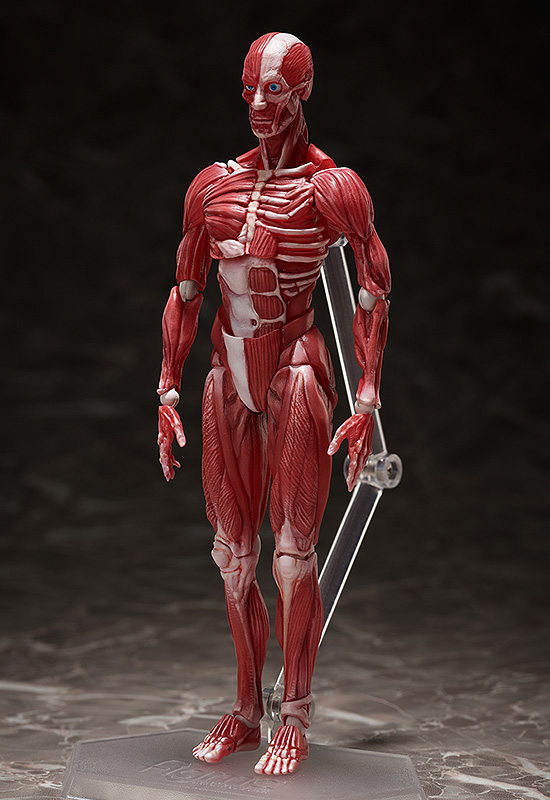 FIGMA - HUMAN ANATOMICAL MODEL