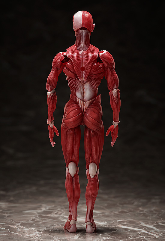 FIGMA - HUMAN ANATOMICAL MODEL