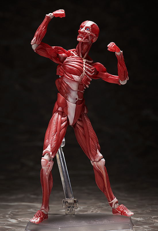 FIGMA - HUMAN ANATOMICAL MODEL