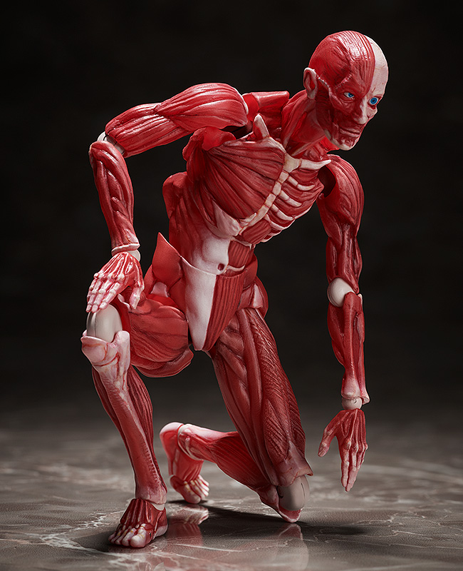 FIGMA - HUMAN ANATOMICAL MODEL