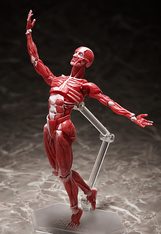 FIGMA - HUMAN ANATOMICAL MODEL