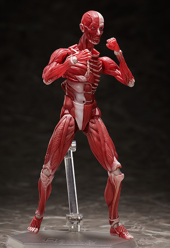 FIGMA - HUMAN ANATOMICAL MODEL